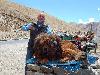 I cani negli stati del Tibet e Nepal